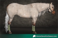 Horse Color:White Spotted Silver Brown Roan Dun
