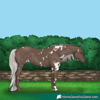 Horse Color:White Spotted Silver Black