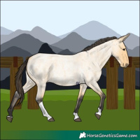 Horse Color:Buckskin Roan Tobiano 
