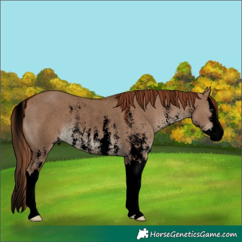 Horse Color:Void Red Dun Sabino Splash Rabicano 