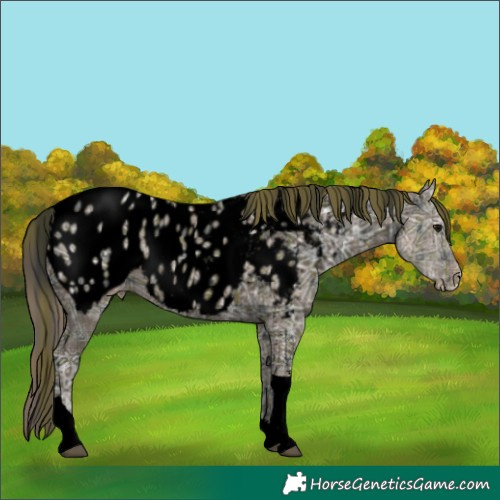 Horse Color:Void Plaid  Black Ice Sabino Tobiano Appaloosa 
