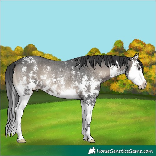 Horse Color:Blue Onyx Sabino Splash Rabicano 