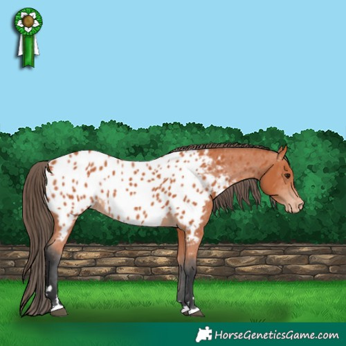Horse Color:Bay Appaloosa 