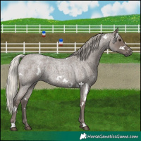 Horse Color:White Spotted Silver Blue Roan 