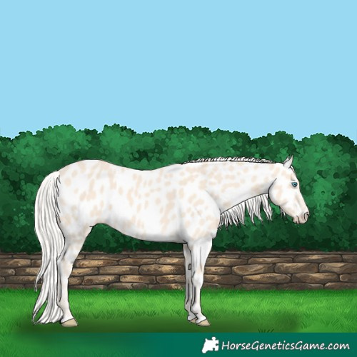 Horse Color:Cremello Near Leopard