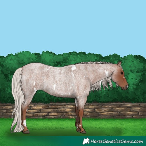 Horse Color:White Spotted Silver Blue Roan 