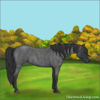 Horse Color:Blue Roan 