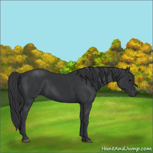 Horse Color:Black 