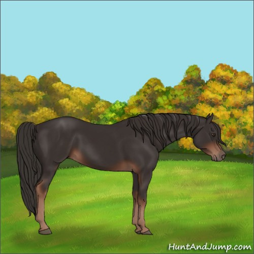 Horse Color:Liver Chestnut 