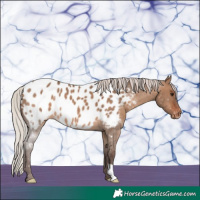 Horse Color:Silver Bay Dun Near Leopard 