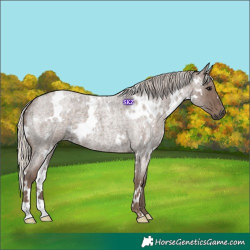 Horse Color:White Spotted Silver Blue Roan 