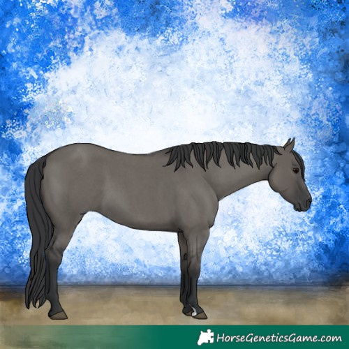 Horse Color:Grullo Roan
