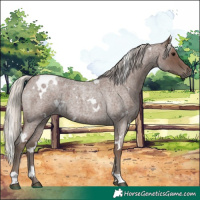 Horse Color:White Spotted Silver Blue Roan 