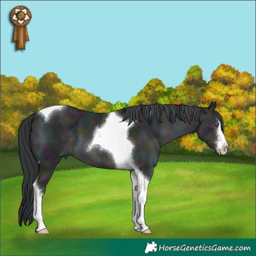Horse Color:White Spotted Midnight Sable Champagne Chinchilla Ice Tobiano 