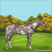 Horse Color:White Spotted Silver Blue Roan 