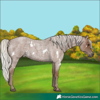 Horse Color:White Spotted Silver Blue Roan