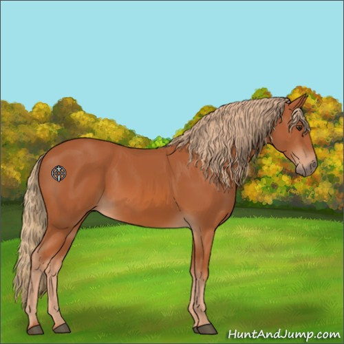 Horse Color:Chestnut 