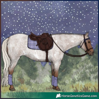Horse Color:White Spotted Silver Blue Roan 