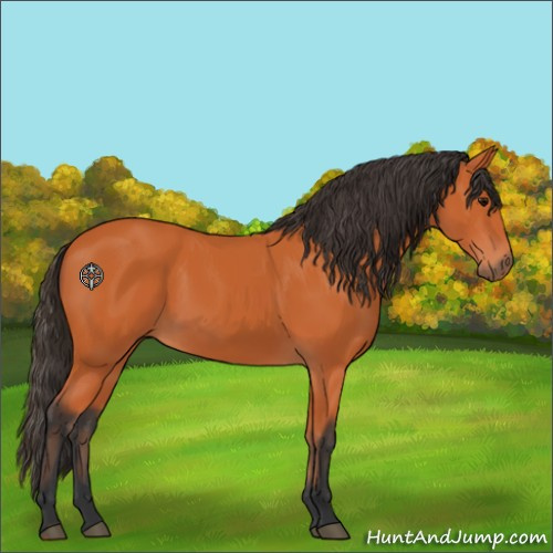 Horse Color:Bay 