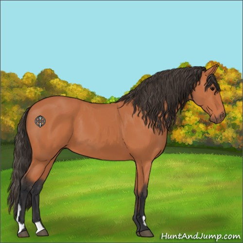Horse Color:Bay 