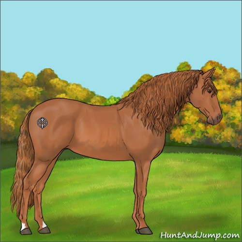 Horse Color:Chestnut 