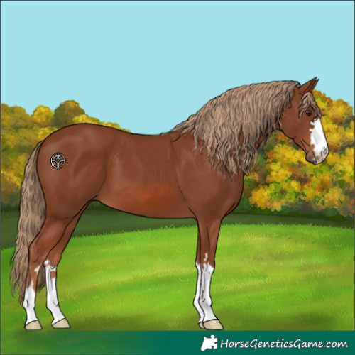 Horse Color:Chestnut 