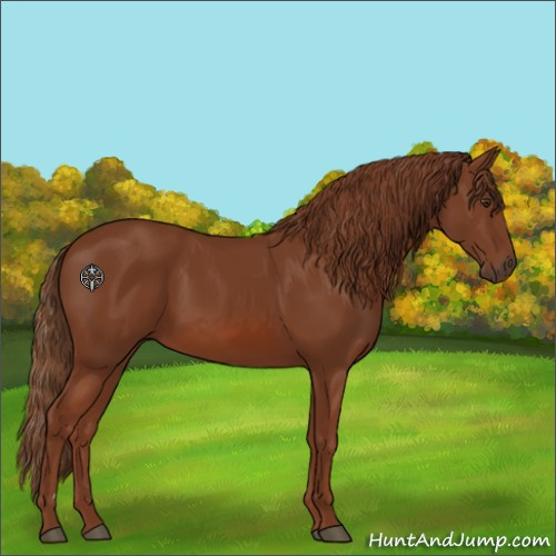 Horse Color:Chestnut 