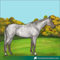 Horse Color:White Spotted Silver Blue Roan 