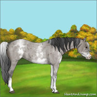 Horse Color:White Spotted Grullo Roan 