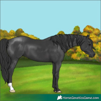 Horse Color:Black 