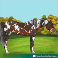 Horse Color:White Spotted Liver Chestnut Varnish 