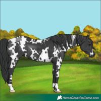 Horse Color:White Spotted Black