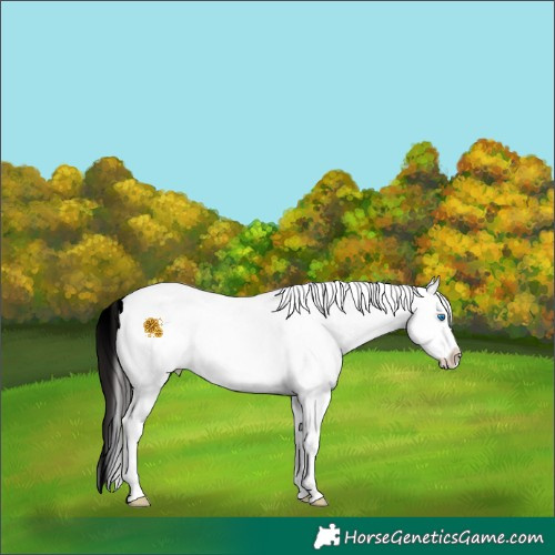 Horse Color:White Spotted Brown Splash Appaloosa 