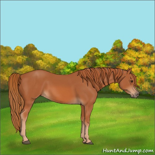 Horse Color:Chestnut 