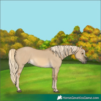 Horse Color:Chocolate Palomino Dun
