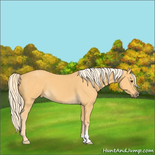 Horse Color:Palomino