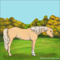 Horse Color:Palomino