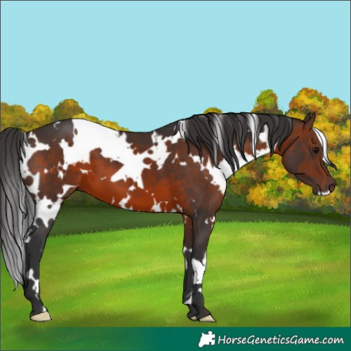Horse Color:White Spotted Brown 