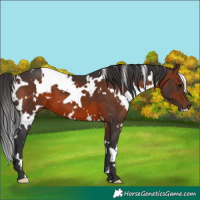 Horse Color:White Spotted Brown 