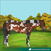 Horse Color:White Spotted Brown 