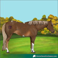 Horse Color:Chocolate Palomino Tobiano 