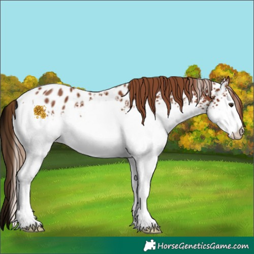 Horse Color:White Spotted Chestnut Appaloosa Rabicano 