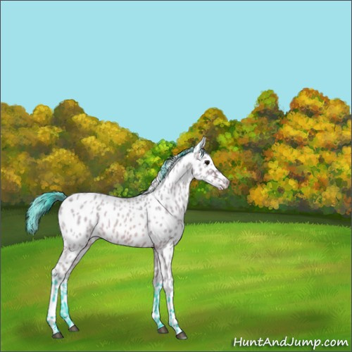 Horse Color:Watercolor Bay Roan Appaloosa 