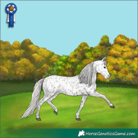 Horse Color:White Spotted Silver Black Appaloosa 