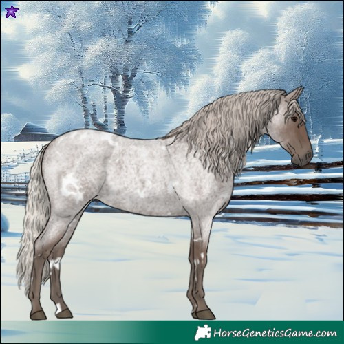 Horse Color:White Spotted Silver Blue Roan 