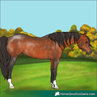 Horse Color:Brown Rabicano