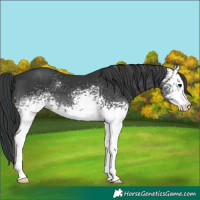 Horse Color:White Spotted Black 