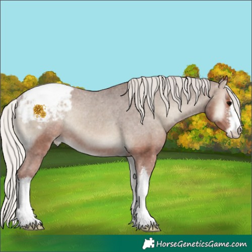 Horse Color:White Spotted Silver Blue Onyx Appaloosa Rabicano 