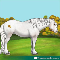 Horse Color:White Spotted Silver Blue Onyx Snowcap Rabicano 
