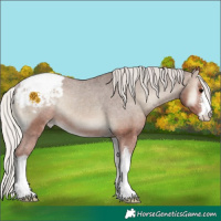 Horse Color:White Spotted Silver Blue Onyx Appaloosa Rabicano 
